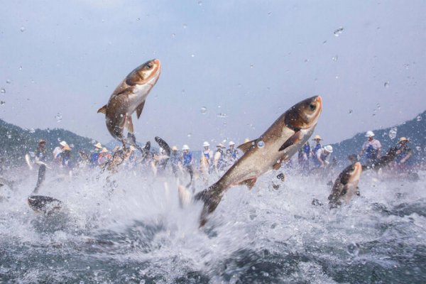 钓鲢鳙用什么饵料最好用