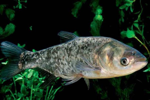 钓鲢鳙用什么饵料最好用