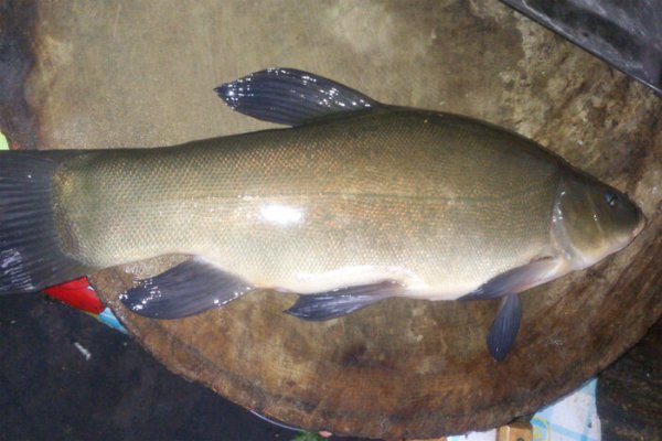 钓鲢鳙用什么饵料最好用