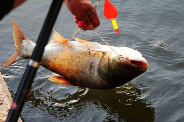 钓鲢鳙用什么饵料最好用