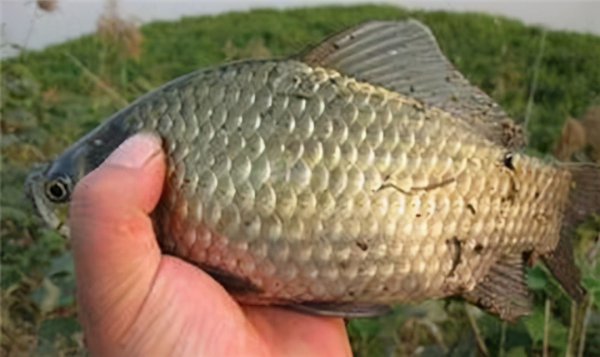 野钓用几号钩合适