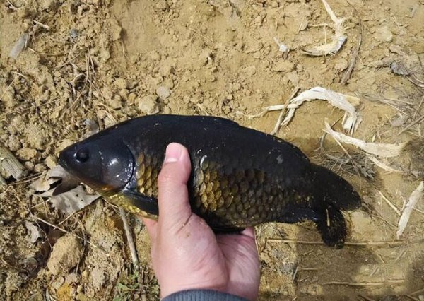 野钓用几号钩合适