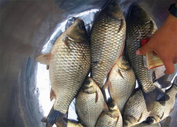 风大怎么钓到鱼技巧