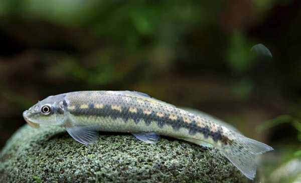 清理鱼缸粪便鱼前十名