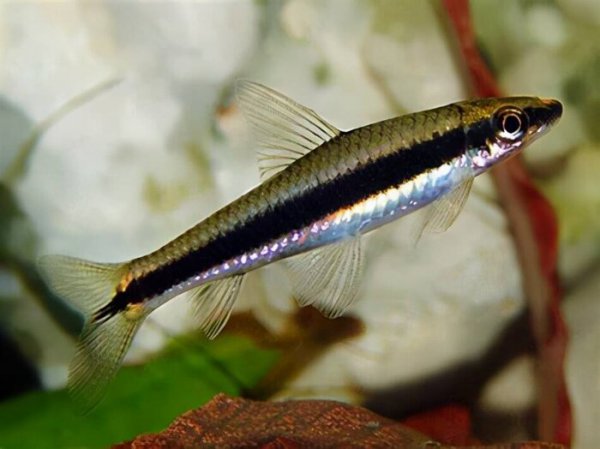 清理鱼缸粪便鱼前十名