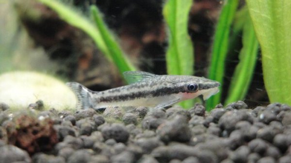 清理鱼缸粪便鱼前十名