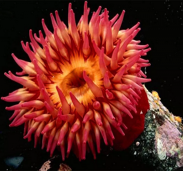 海葵是什么动物