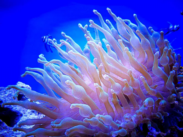 海葵是什么动物