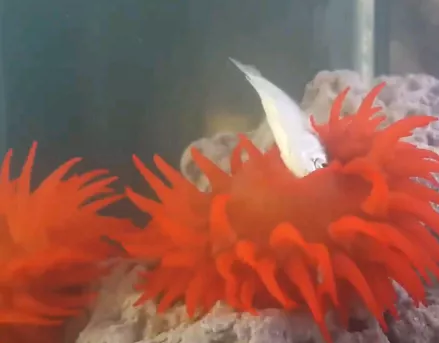 海葵是什么动物