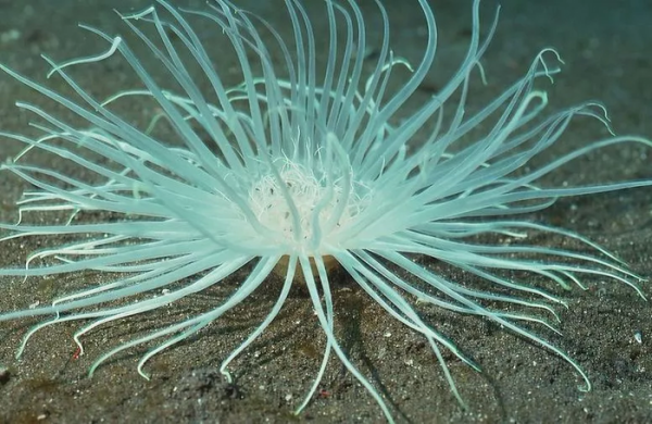 海葵是什么动物