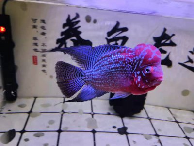 鱼缸有泡沫怎么处理去除 鱼缸上面有泡泡是怎么回事