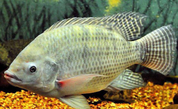 钓罗非鱼技巧口诀