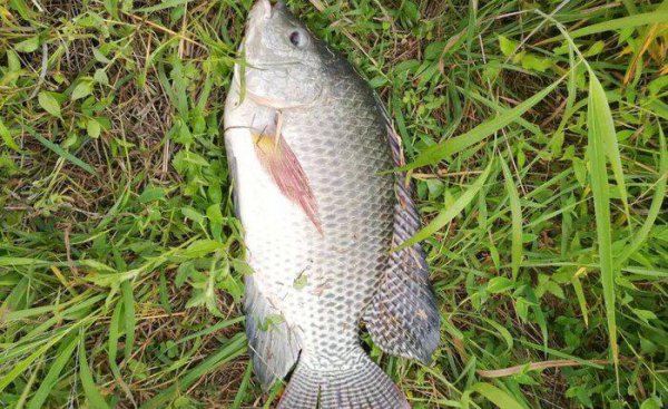 钓罗非鱼技巧口诀