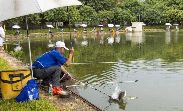 钓罗非鱼技巧口诀