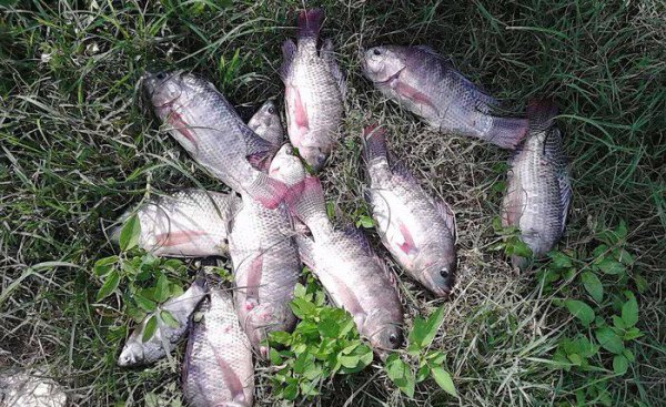 钓罗非鱼技巧口诀