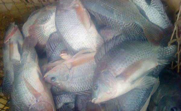 钓罗非鱼技巧口诀