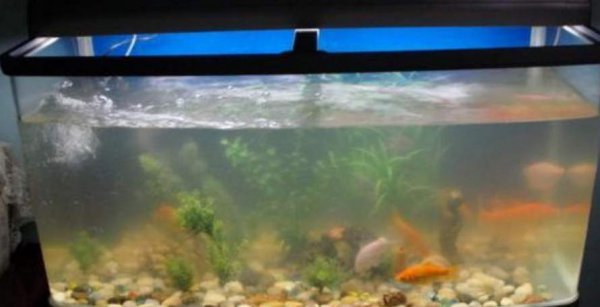 硝化细菌崩溃了白蒙蒙