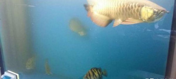 硝化细菌崩溃了白蒙蒙