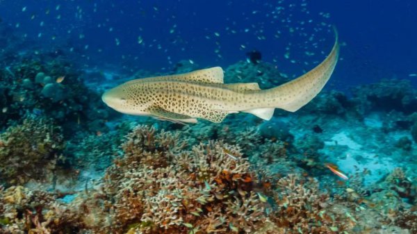 鲨鱼是胎生还是卵生