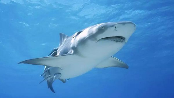 鲨鱼是胎生还是卵生