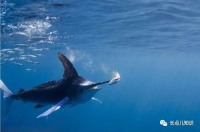 世界上速度最快的鱼能游多快 海洋里速度最快的鱼介绍