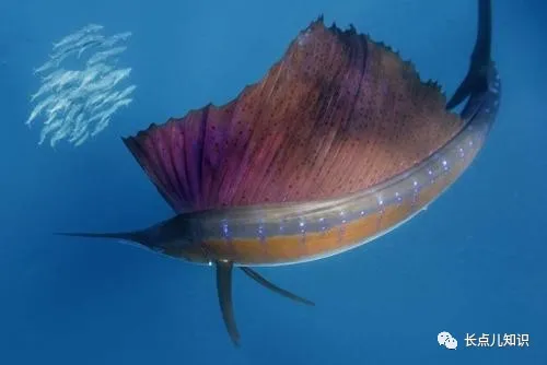 世界上速度最快的鱼能游多快