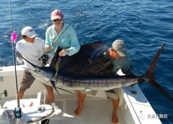 世界上速度最快的鱼能游多快