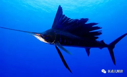 世界上速度最快的鱼能游多快