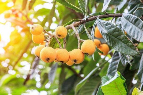 枇杷树是凶树还是吉树