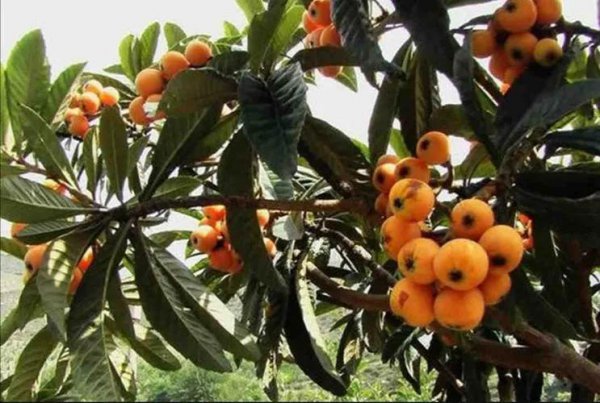 枇杷树是凶树还是吉树