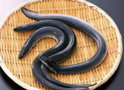鳝鱼和鳗鱼的区别 怎么区分鳗鱼跟鳝鱼不是一种鱼
