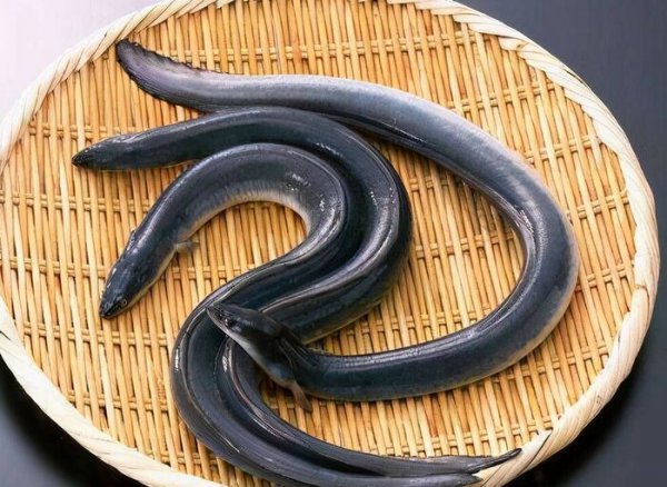 鳝鱼和鳗鱼的区别
