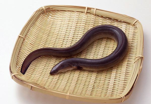 鳝鱼和鳗鱼的区别