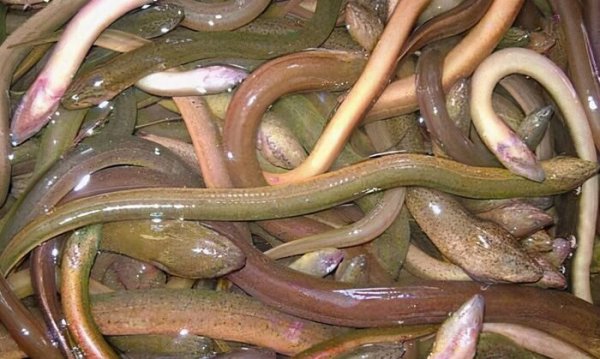 鳝鱼和鳗鱼的区别