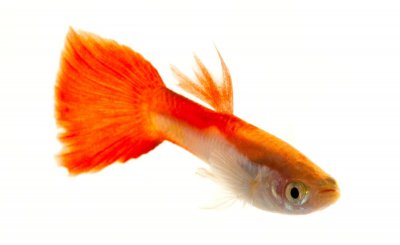 鱼身上长白点是什么病 观赏鱼身上有白点是怎么回事