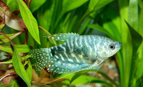 鱼身上长白点是什么病