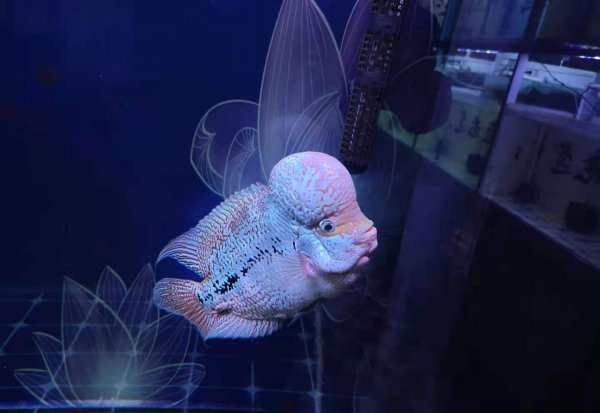 鱼身上长白点是什么病