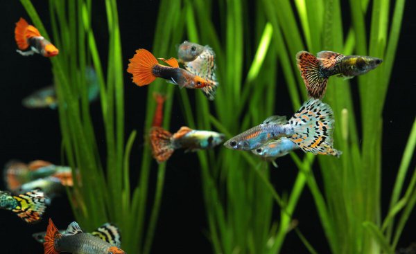 孔雀鱼水温多少度合适