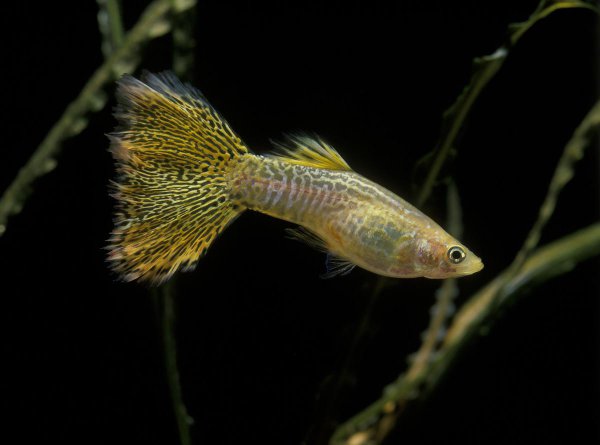 孔雀鱼水温多少度合适