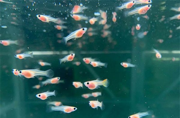 孔雀鱼水温多少度合适