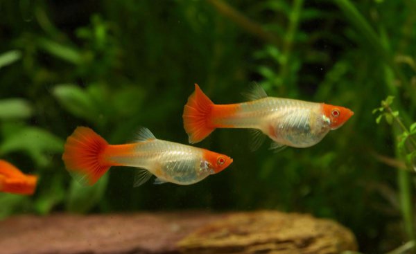 孔雀鱼水温多少度合适