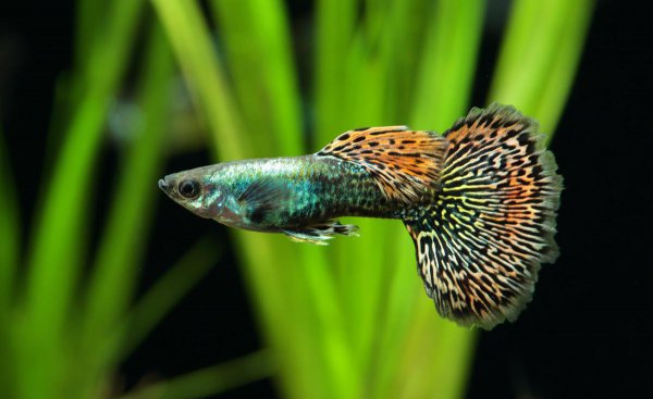 孔雀鱼水温多少度合适