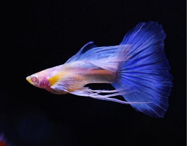 孔雀鱼水温多少度合适