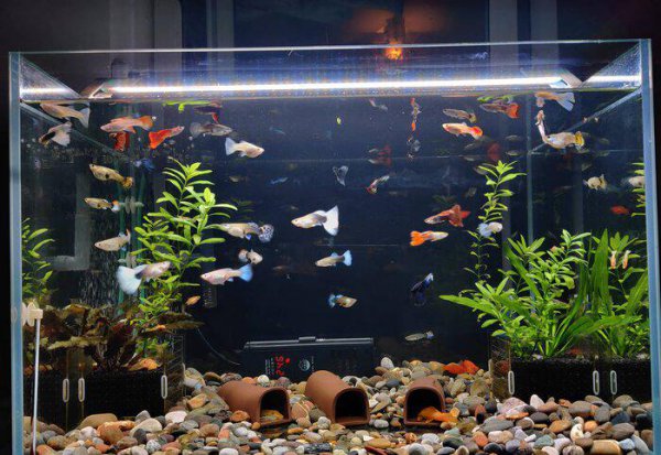 孔雀鱼水温多少度合适