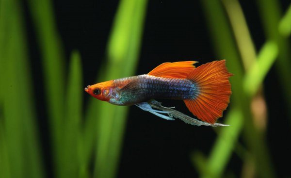 孔雀鱼水温多少度合适