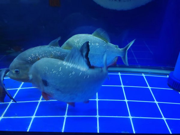 为什么森森鱼缸爆缸多