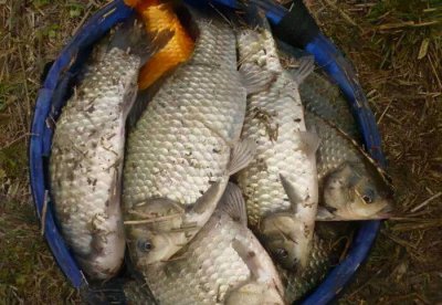 野钓鲫鱼用什么饵料最好 现在钓鲫鱼最好用的鱼饵搭配