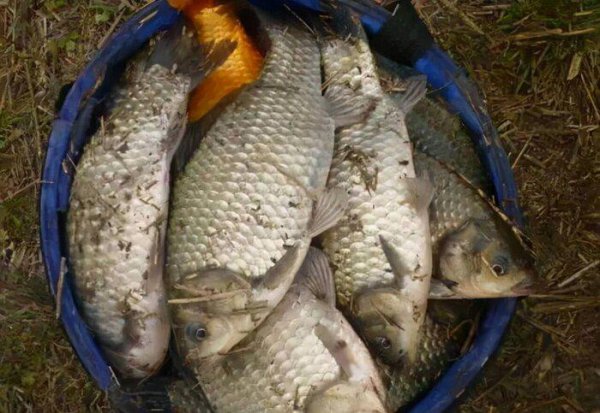 野钓鲫鱼用什么饵料最好