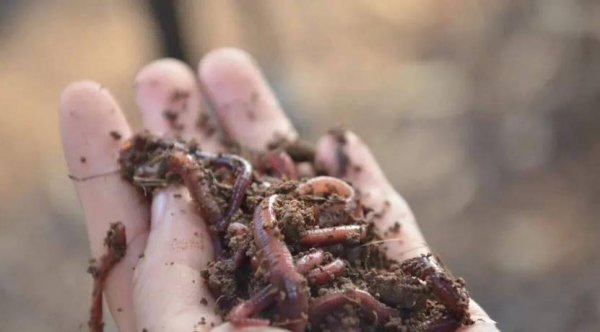 野钓鲫鱼用什么饵料最好