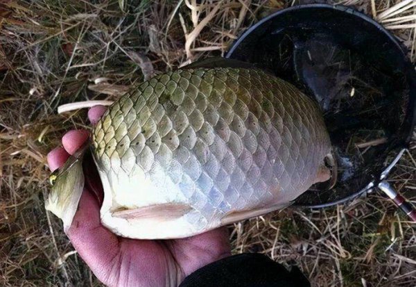 野钓鲫鱼用什么饵料最好